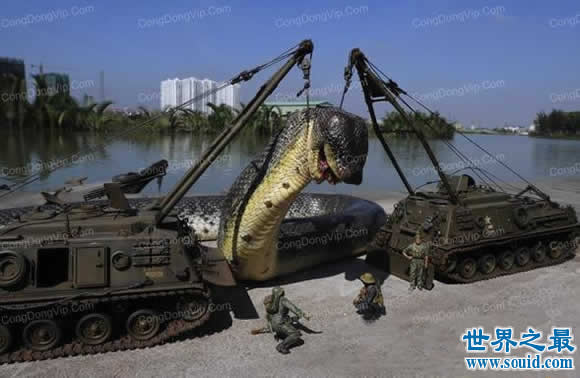 红海巨蛇是真的吗，最假的骗局(图片)