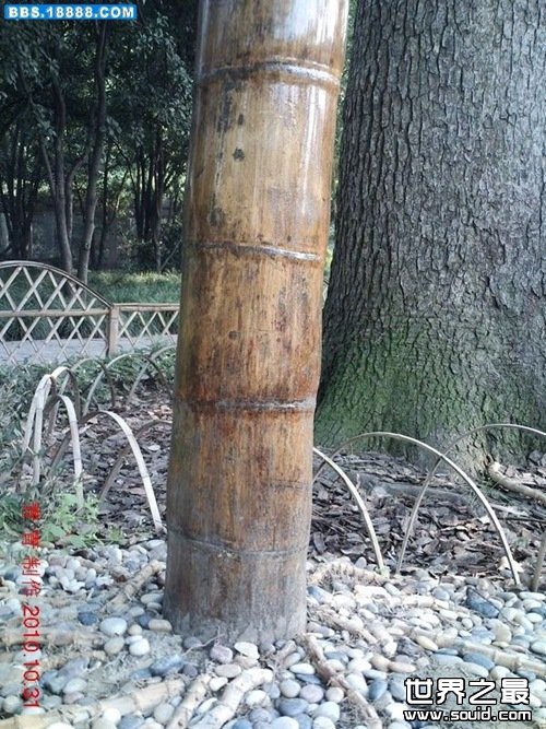 世界上最大的竹子